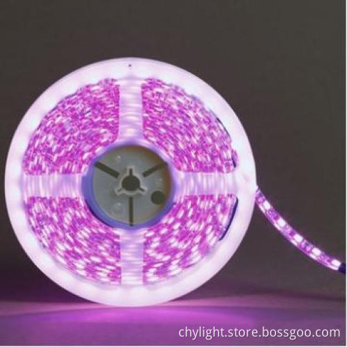 12V Purple LED Strips 5050 Waterproof Epoxy Coated 150/300 LEDs